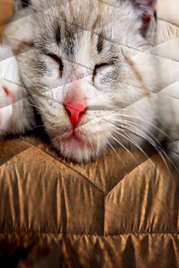 Sevimli Uyuyan Kedi Desenli Çift Kişilik Kapitoneli Yorgan Yastık Kılıflı
