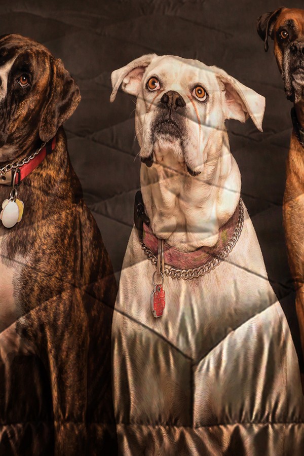Sevimli Köpekler Desenli Çift Kişilik Kapitoneli Yorgan Yastık Kılıflı