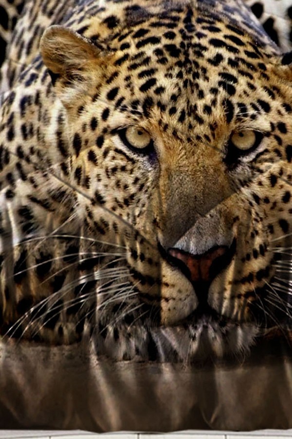 Leopar Desenli Çift Kişilik Kapitoneli Yorgan Yastık Kılıflı