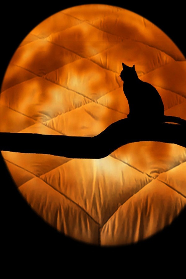 Siyah Kedi Dolunay Desenli Çift Kişilik Kapitoneli Yorgan Yastık Kılıflı